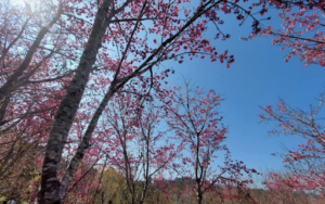 lễ hội hoa anh đào điện biên